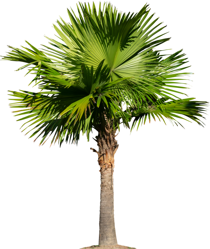 Green palm tree for the designs and decoration. Natural concept